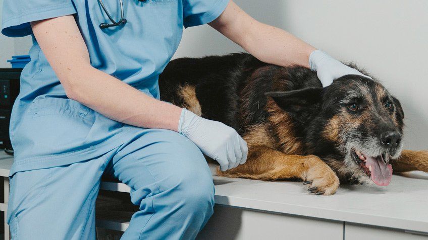 Farmacia Veterinaria