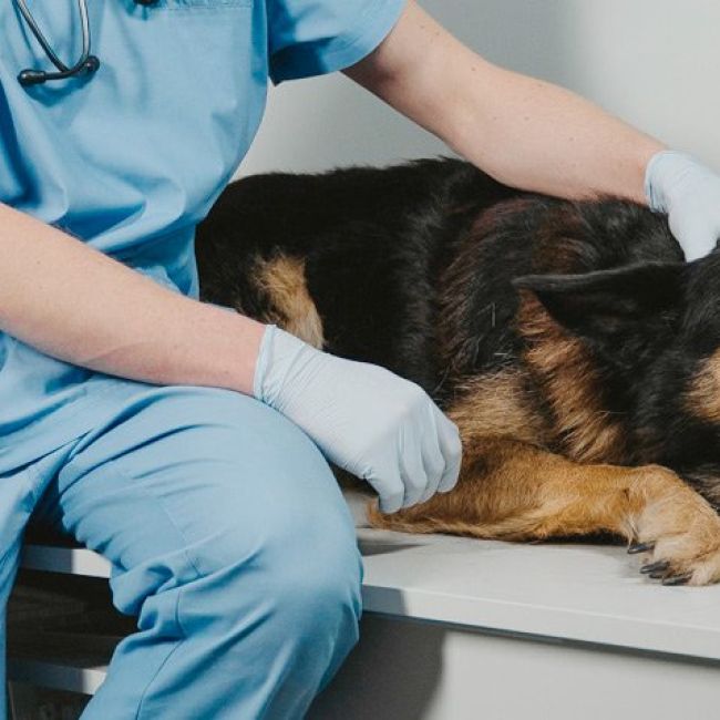 Farmacia Veterinaria